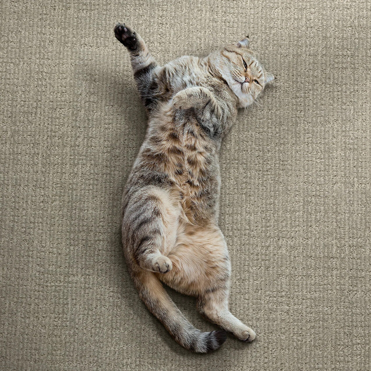 EnVisionSD Pet Solutions carpet
