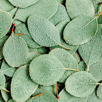 Green color inspiration